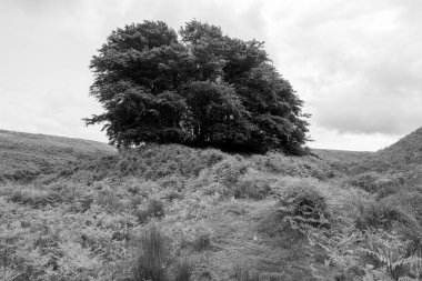 Exmoor Ulusal Parkı 'ndaki Üç Tuğla Ayağının Fotoğrafı