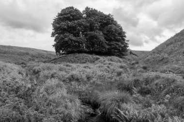 Exmoor Ulusal Parkı 'ndaki Üç Tuğla Ayağının Fotoğrafı