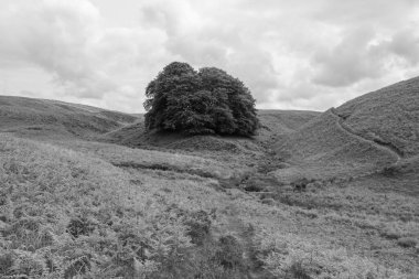 Exmoor Ulusal Parkı 'ndaki Üç Tuğla Ayağının Fotoğrafı