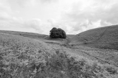 Exmoor Ulusal Parkı 'ndaki Üç Tuğla Ayağının Fotoğrafı