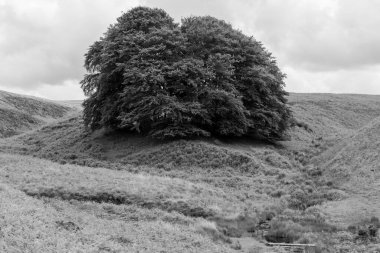 Exmoor Ulusal Parkı 'ndaki Üç Tuğla Ayağının Fotoğrafı