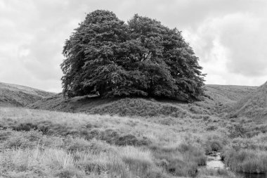 Exmoor Ulusal Parkı 'ndaki Üç Tuğla Ayağının Fotoğrafı