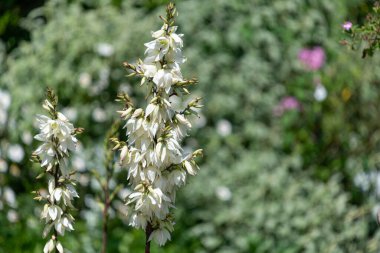 Çiçek açmış bir Adams iğne ve ipliğine (yucca filamentosa) yakın plan