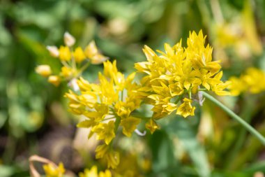 Sarı sarımsağın (allium moly) çiçeklerinin açılışını kapat