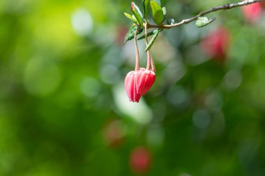 Şili fenerindeki çiçekleri kapat (crinodendron fahişesi)