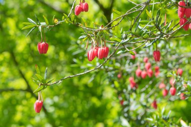 Şili fenerindeki çiçekleri kapat (crinodendron fahişesi)