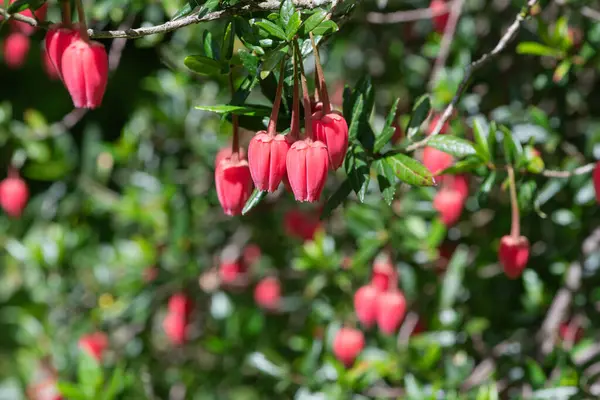 Şili fenerindeki çiçekleri kapat (crinodendron fahişesi)