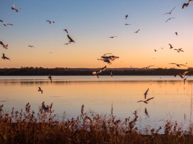 Landscape View of Sunset at Onondaga Lake with Seagulls Flying All Over in Syracuse New York. clipart