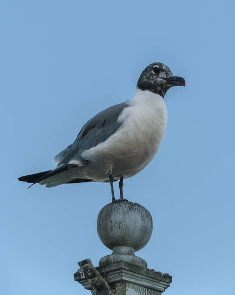 Portrait of a Black-headed Gull "Even in the machinery of the world, stillness finds its perch"