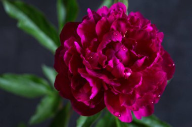 Bahar şakayığı çiçeği. Yaklaş.