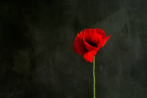 stock image red poppy on black background