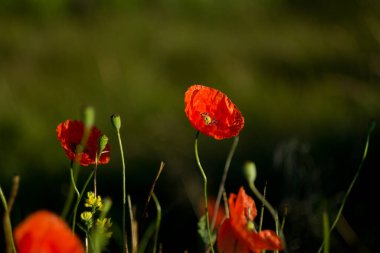 Güzel çiçekler, çiçek konsepti