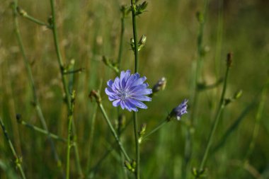 Yeşil arkaplandaki mavi çiçeğe yaklaş, hindiba