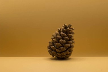 Sarı arka planda çam kozalağı