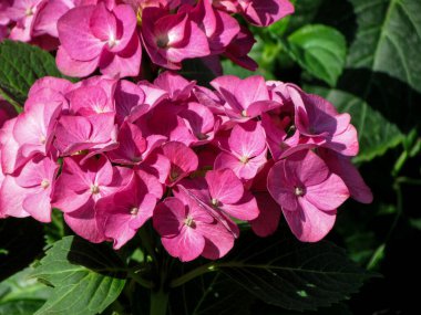 Bahçedeki bir çiçeğe yaklaş