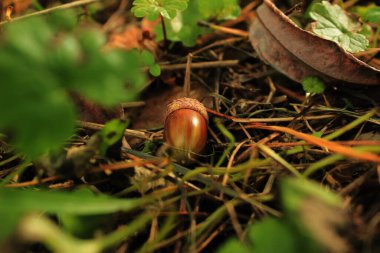 Ormanda meşe palamudu, sonbahar yaprakları