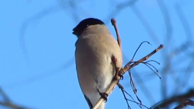 Daldaki kuş, daldaki ispinoz kuş tohumlarla beslenir.