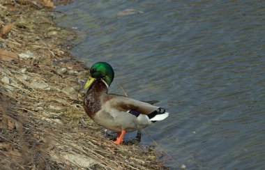 Parktaki suda güzel bir vücudu olan ördek.
