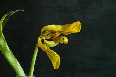 Siyah vazodaki güzel sarı iris çiçeği koyu bir arkaplanda, yakın plan, seçici odak.