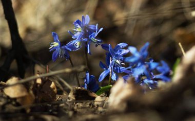 blue flowers Scilla of a snowdrop in the forest
