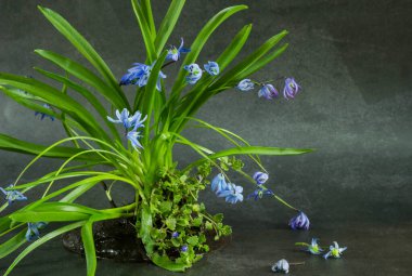 Bahar çiçekleri masanın üzerinde vazoda scilla