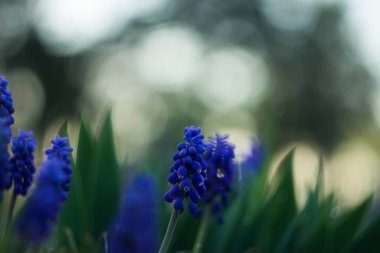 Güzel mavi sümbül çiçekleri bulanık arka planda