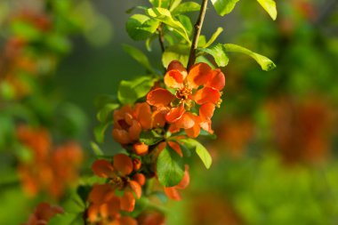 Açık büyüyen renk çiçekler yakın
