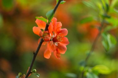 Bahçedeki güzel çiçekler