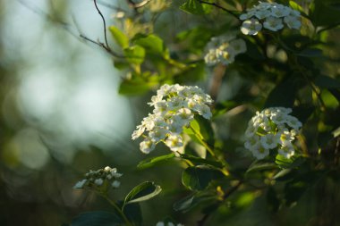 bahar arkaplanı beyaz çiçekler, yeşil yapraklar ve dallarla