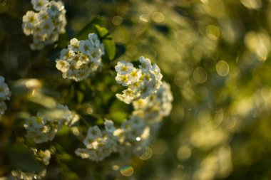 Spirea çalısı ilkbaharda açar güneş ışınlarında, bokeh