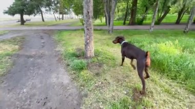 Köpek çimlerin üzerinde zıplıyor. kahverengi doberman komutlara uyar
