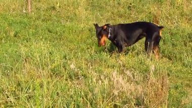 Siyah doberman çimenlerde bir kütükle oynuyor.