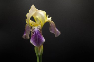 beautiful yellow iris flower on black background