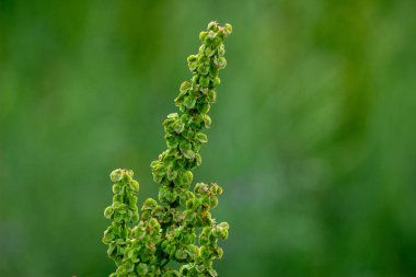 Geçmişi bulanık yeşil çimenler. Arkaplan bulanık yeşil bir arkaplan.