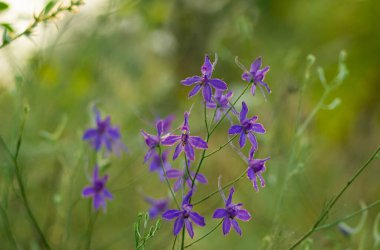 Bahçedeki güzel çiçekler