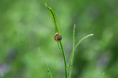 Bahçede yeşil yaprak