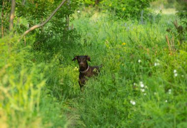 Yeşil çimlerin üzerinde koşan köpek