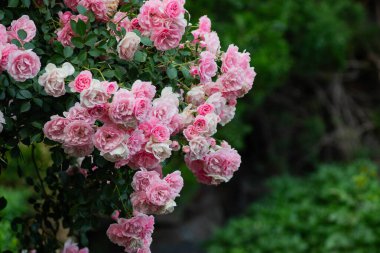 Bahçedeki güzel güller