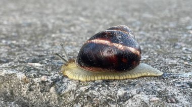 çim Snail