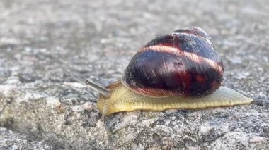 Salyangoz, salyangoz hayvan, doğa