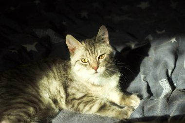 kedi yatakta uyuyor.