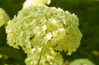 Beyaz bir çiçeğe yaklaş, ortanca