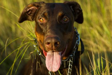 Doberman 'ın portre köpeği.