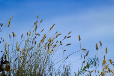 Doğanın güzel manzarası