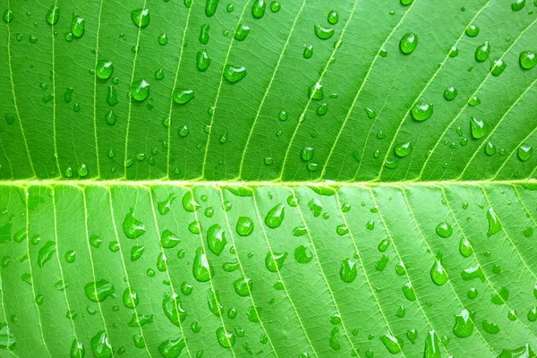 Капля Дождя Зеленом Фоне Листьев — стоковое фото