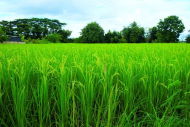 Yağmurlu bir günde pirinç tarlası manzarası.