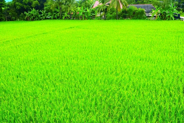 Scenery Rice Field Rainy Day — Stock Photo, Image