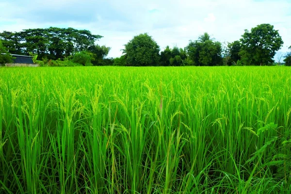 Пейзаж Рисового Поля День Дождя — стоковое фото