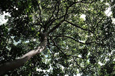 Park Arkaplanındaki Ağaçların Alt Görünümü.