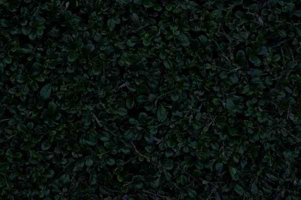Текстура Зеленого Листя Темному Тоні — стокове фото
